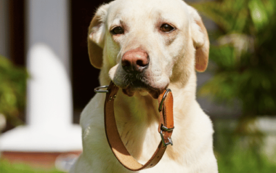 Best Dog Collars