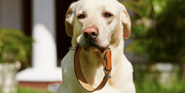 Best Dog Collars