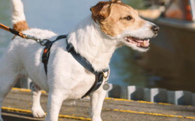 Best Dog Harnesses