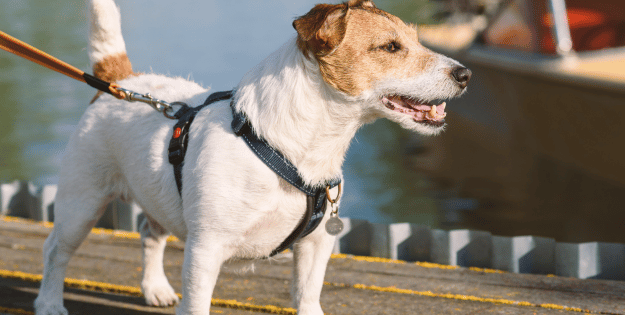 Best Dog Harnesses