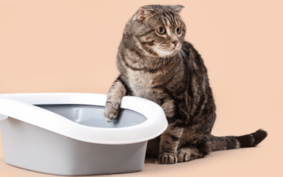 Best Cat Litter Boxes