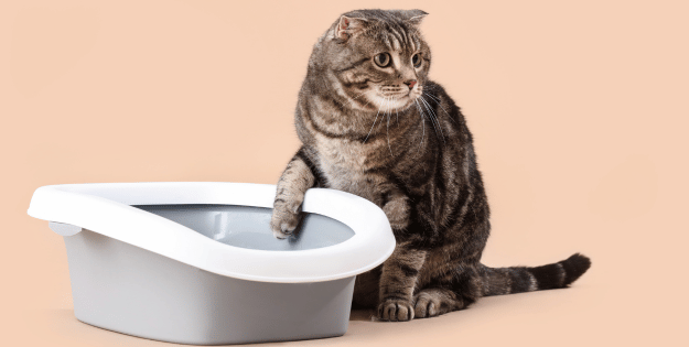 Best Cat Litter Boxes