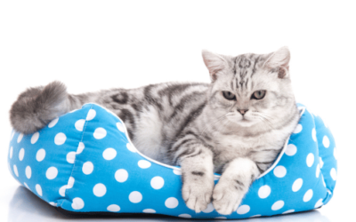 Best Cat Beds