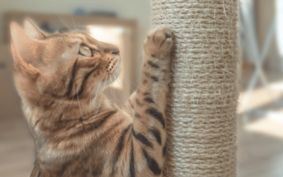 Best Cat Scratching Posts