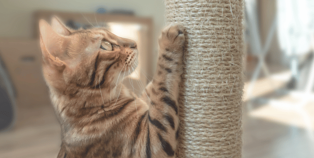 Best Cat Scratching Posts