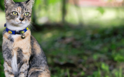 Best Cat Collars