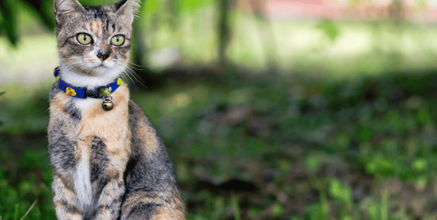 Best Cat Collars