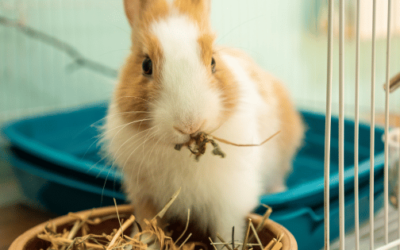 Best Rabbit Hay