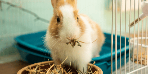 Best Rabbit Hay