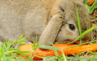 Best Rabbit Treats