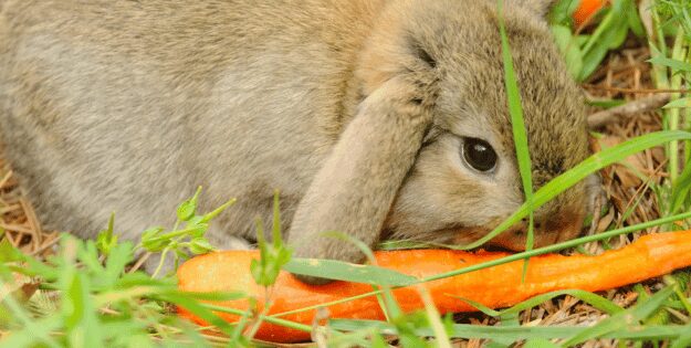 Best Rabbit Treats
