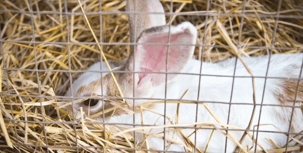 Best Rabbit Cages