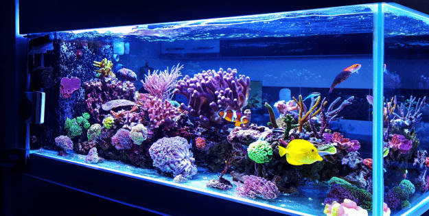 Best Fish Tanks