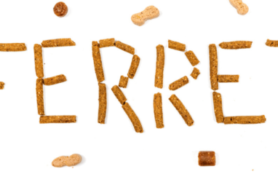 🐾 Best Ferret Treats 🦴 – Delicious and Healthy Snacks for Your Furry Friend!