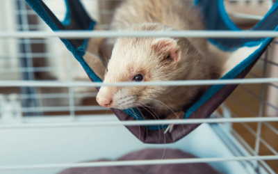 🐾✨ Best Ferret Cages for Comfort and Safety of Your Furry Friends 🏠🌟