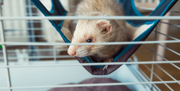 Best Ferret Cages