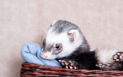 🐾✨ Best Ferret Bedding for Comfort and Coziness 🛏️🌟