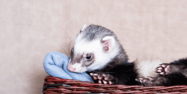 Best Ferret Bedding