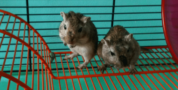 Best Gerbil Cages