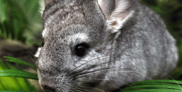 Best Chinchilla Treats