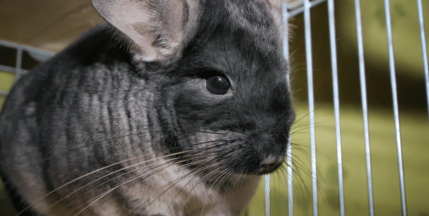 Best Chinchilla Cages