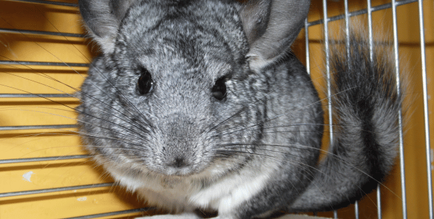 Best Chinchilla Bedding