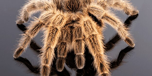 **Best Tarantula Food for Healthy and Happy Spiders 🕷️🍴**