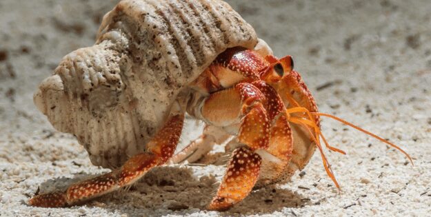 Hermit Crab Heat Lamps