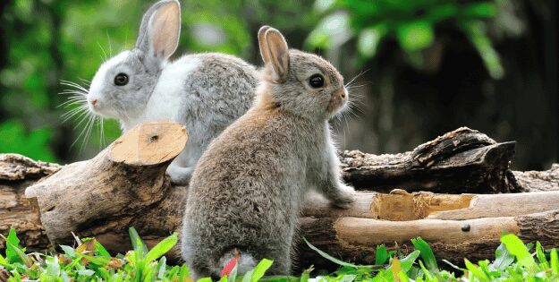 rabbit equipment list