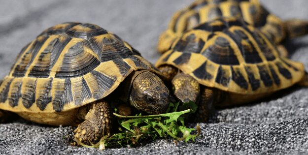 **Top Turtle Food for Balanced Nutrition and Health 🐢🍴**
