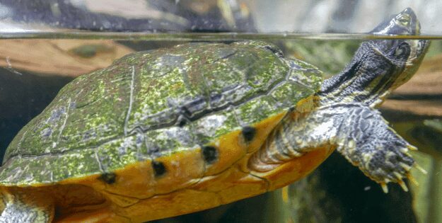 Close-up of a turtle swimming in an aquarium, with its head above water and algae-covered shell clearly visible.