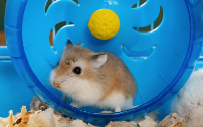 Best Hamster Wheels