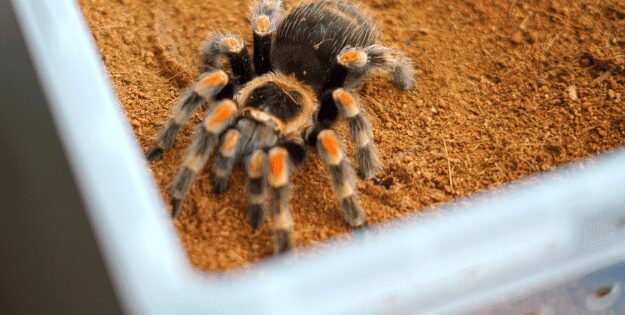 Tarantula Enclosures