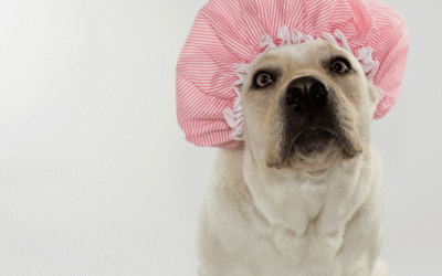 Best Shower Caps – Best Sellers