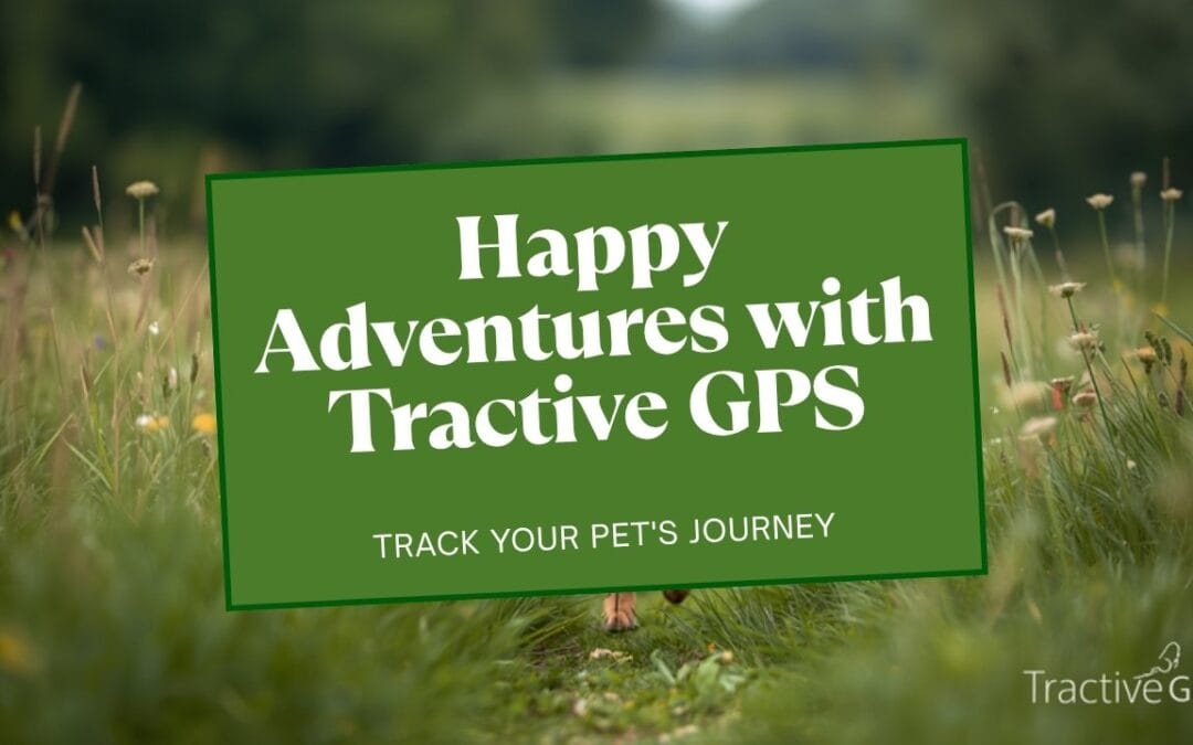 Tractive GPS Dog Tracker Review — LookInto product review featured image