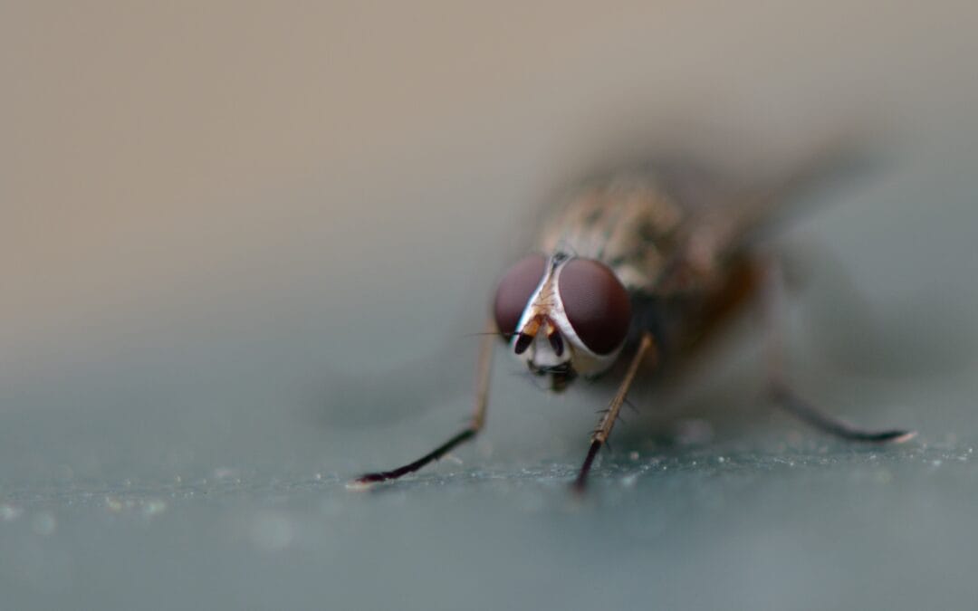 The best fly killers in the UK for 2026