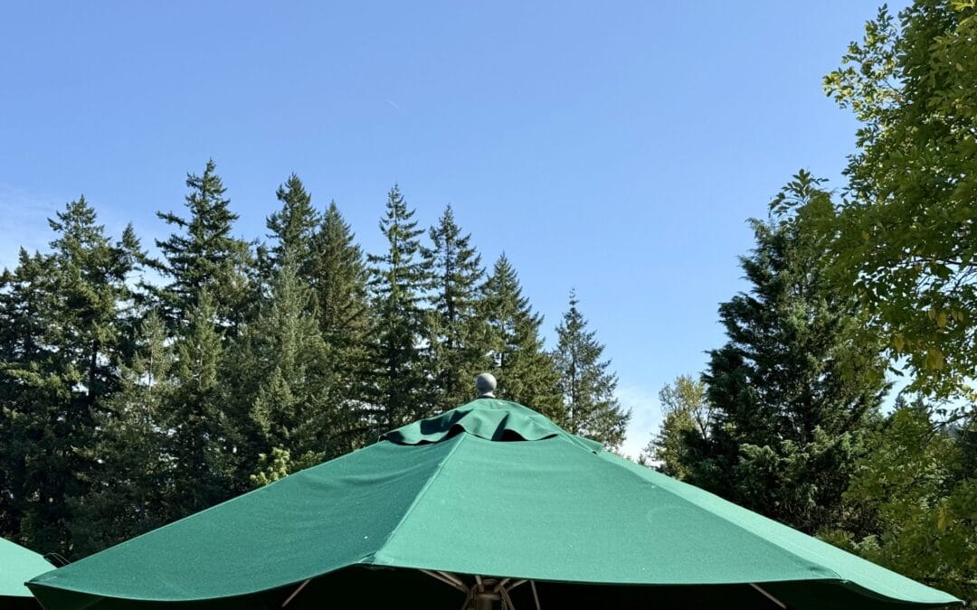 A green garden parasol open in a sunny garden under a clear blue sky