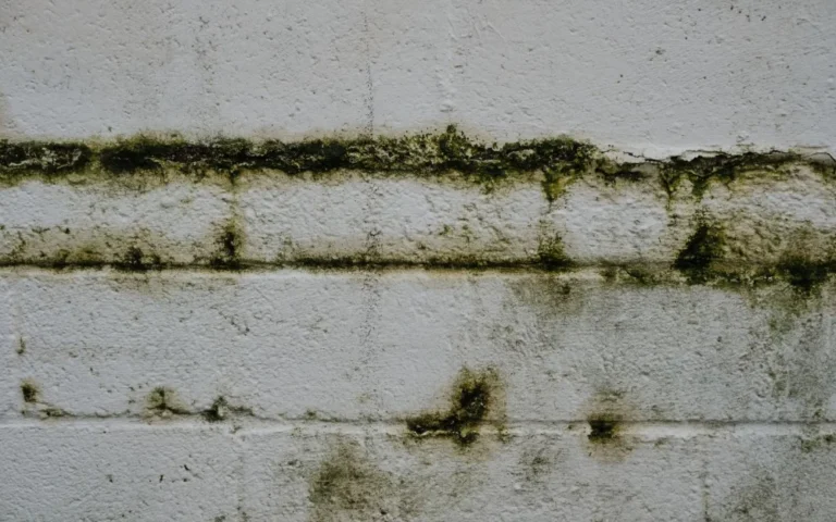 Black mould along a damp wall